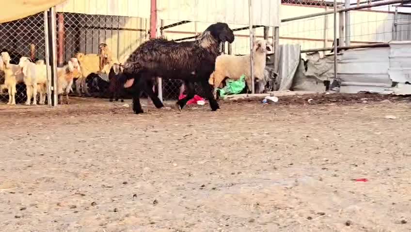 للبيع فحل عربي صنف طيبه - 5