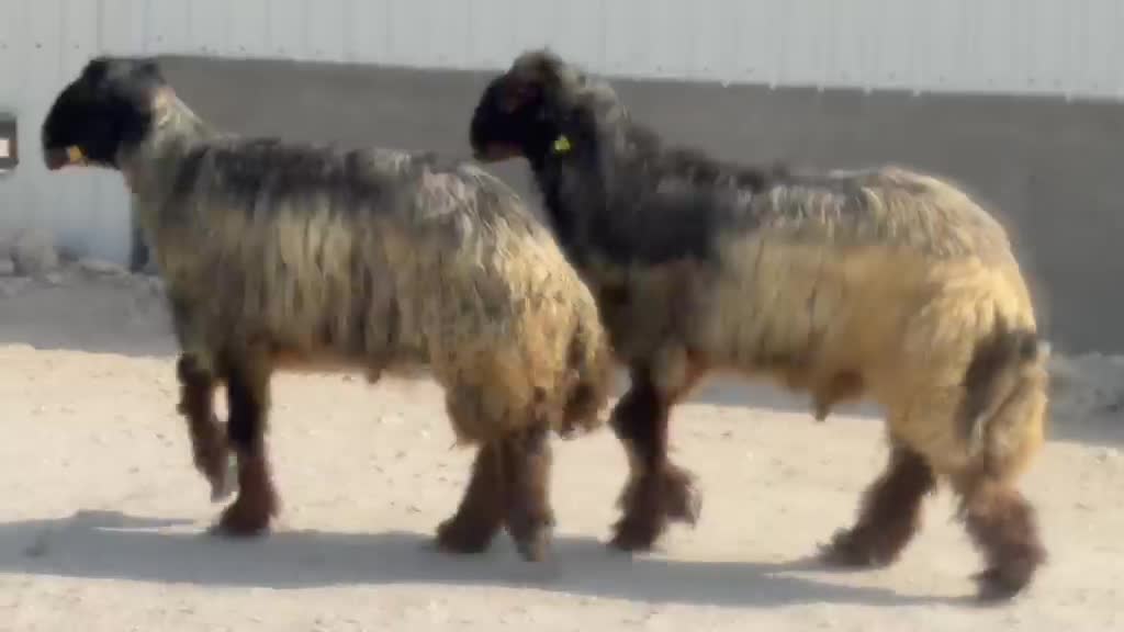 فحول عرب فواخر - 1