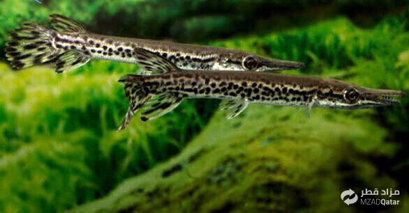 Alligator gar 10cm - 2