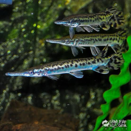 Alligator gar 10cm - 1