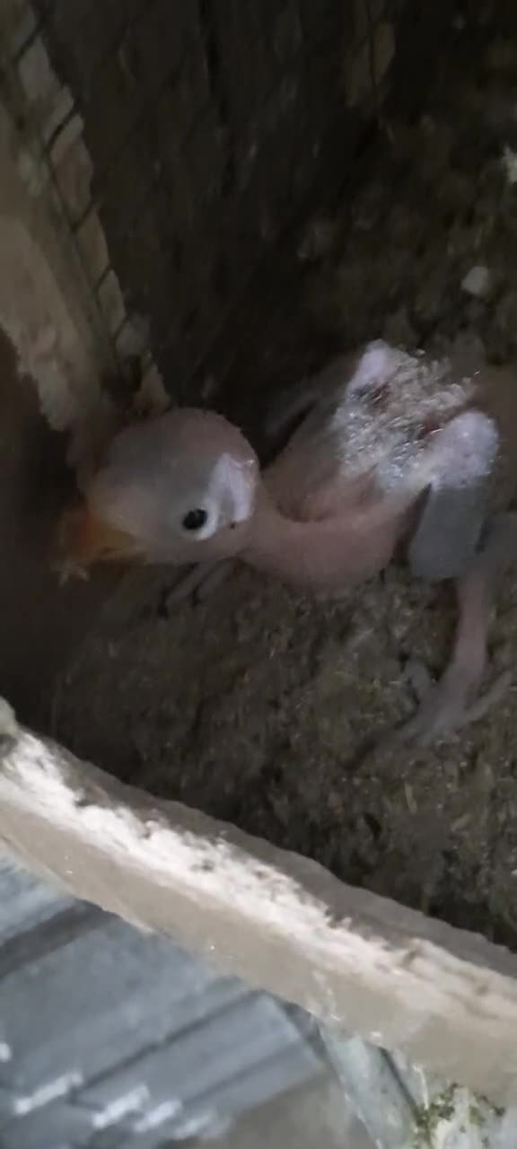 للبيع فرخ دره اخضر - 3