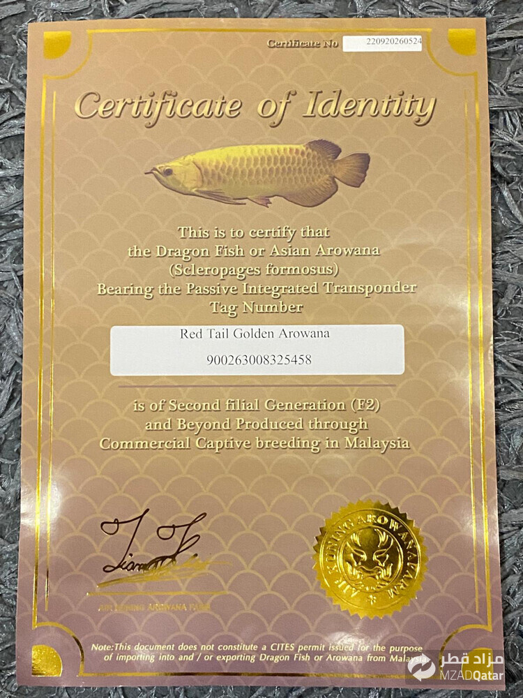 Arowana RTG with the certificate - 2