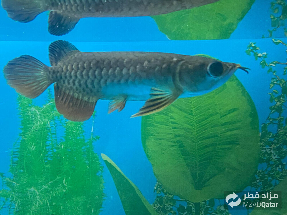 Arowana RTG with the certificate - 1