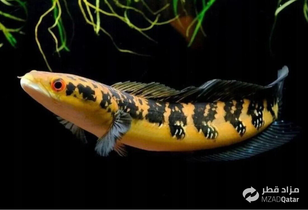 Chanda Yellow Marulioides 30cm - 1