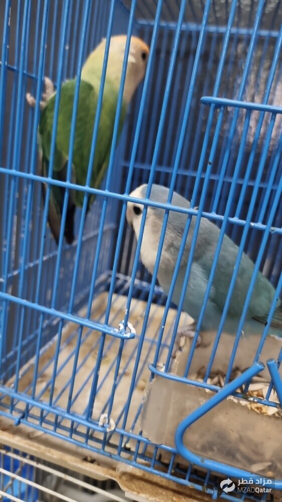روز - 1
