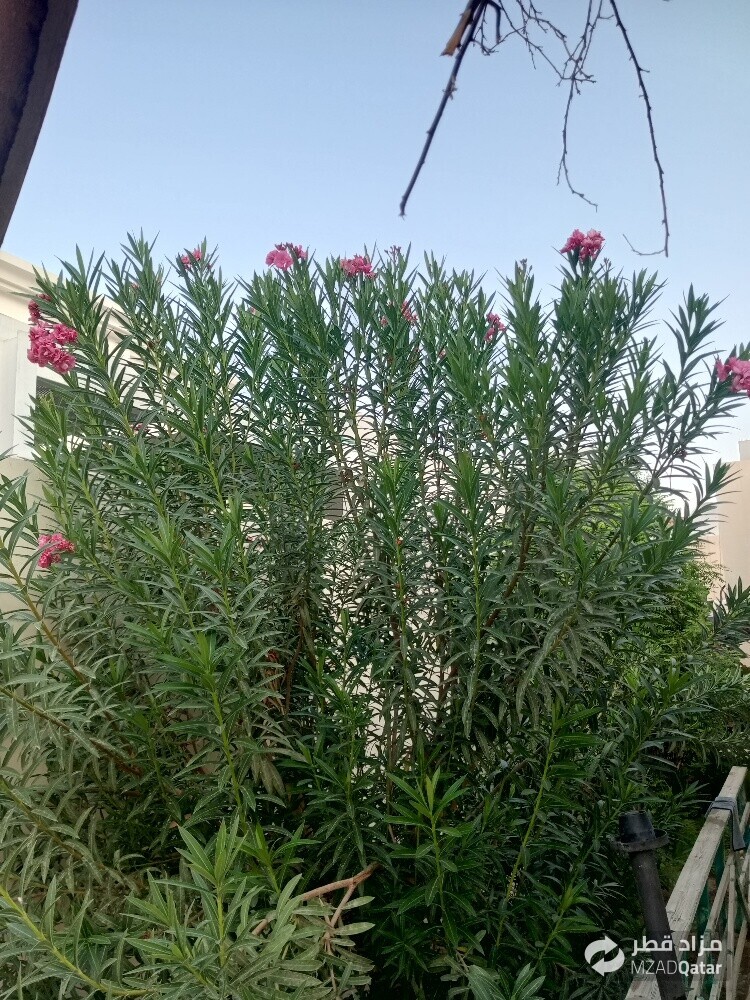 مھراب البلوشی - 3