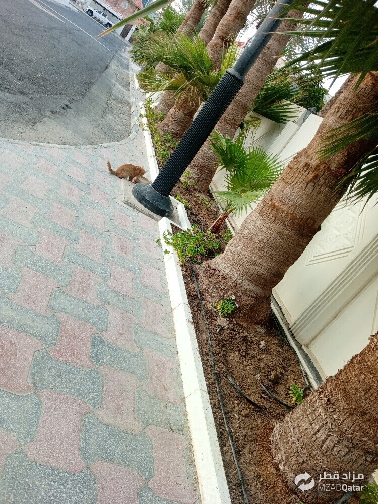 مھراب البلوشی - 2