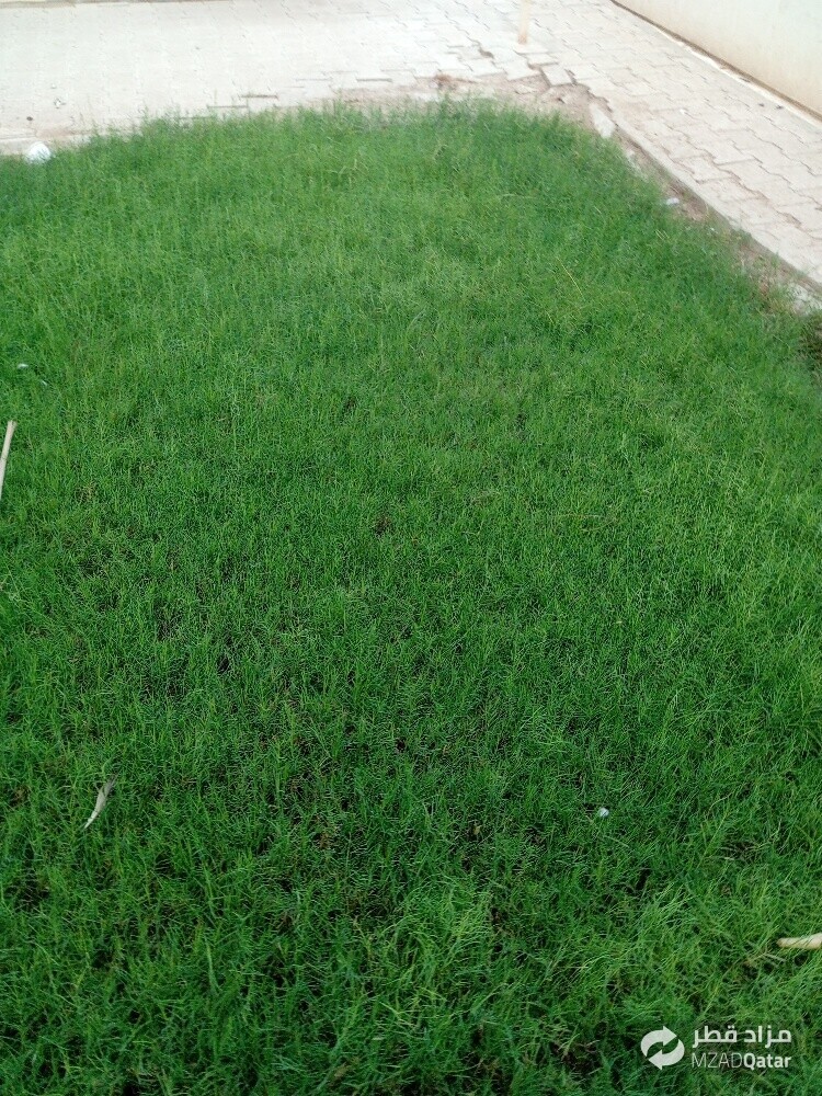 مھراب البلوشی - 8