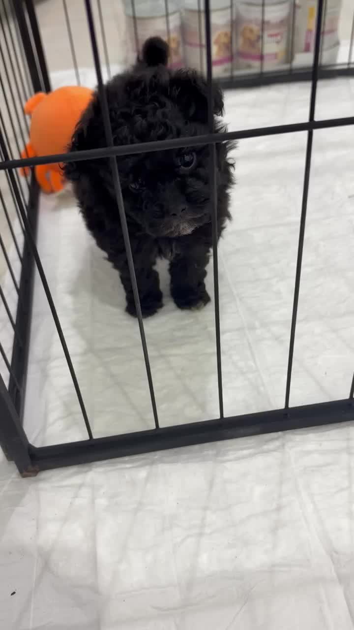 toy poodle - 1