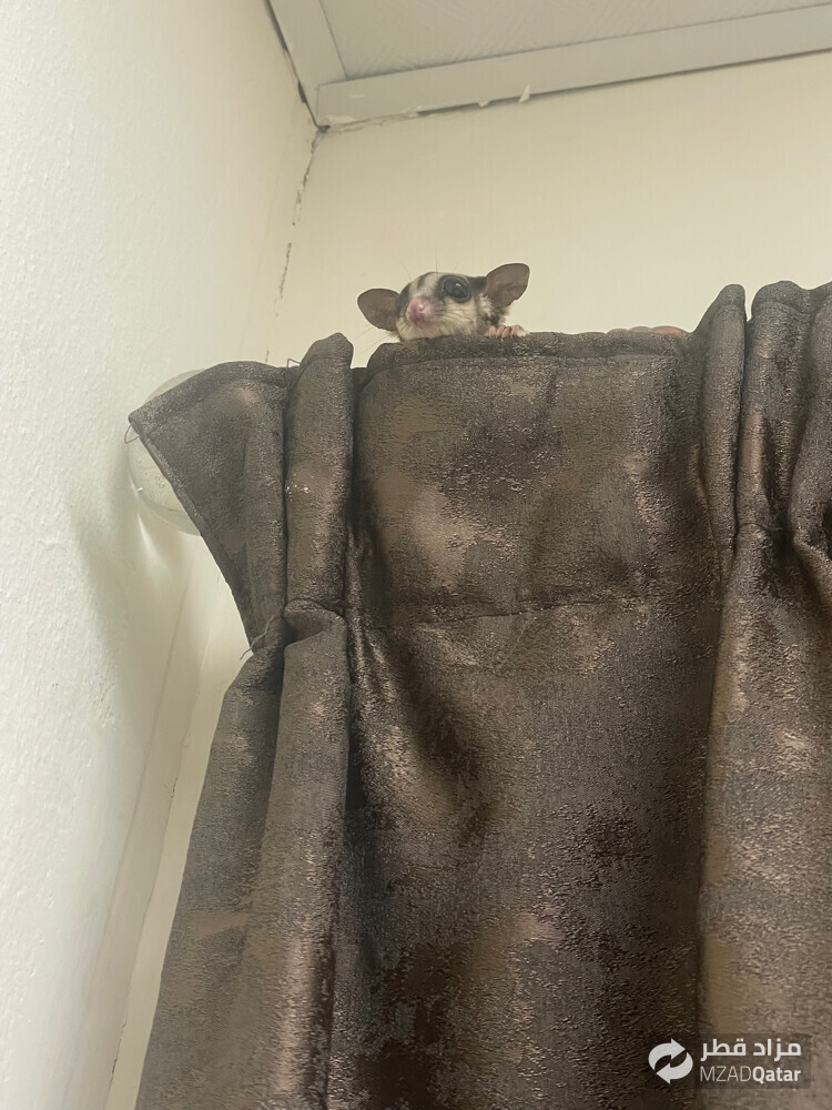 sugar glider - 2