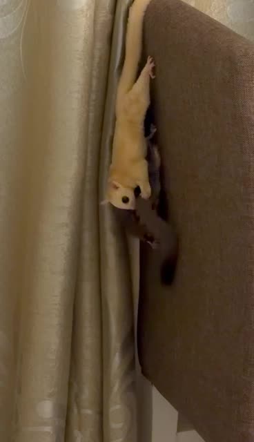 sugar glider - 3