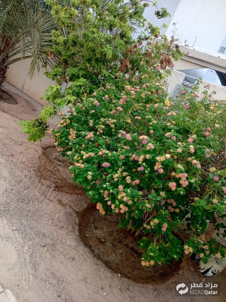 شاشان البلوشی - 4