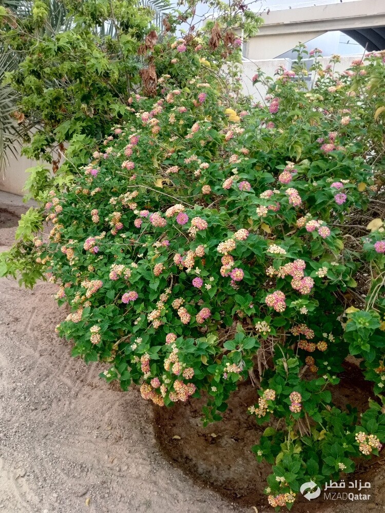 شاشان البلوشی - 5