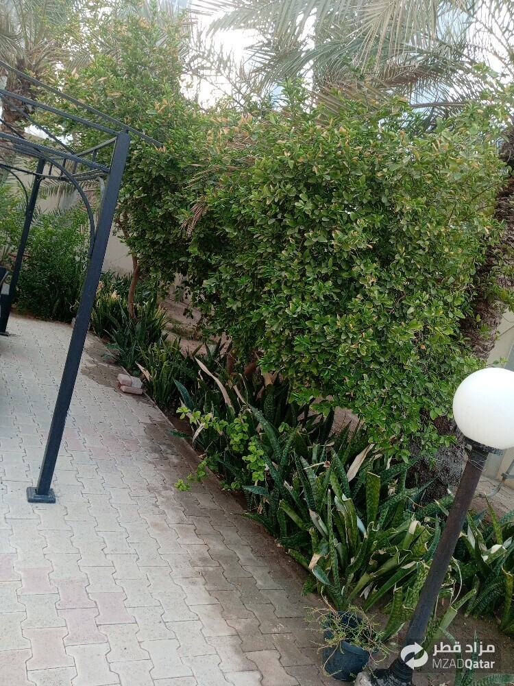 شاشان البلوشی - 3