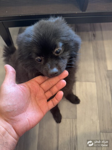 Pomeranian - 1