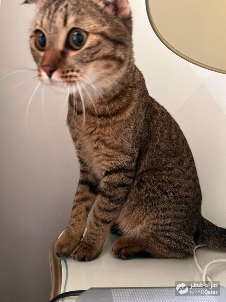 Scottish Fold Cat - 1