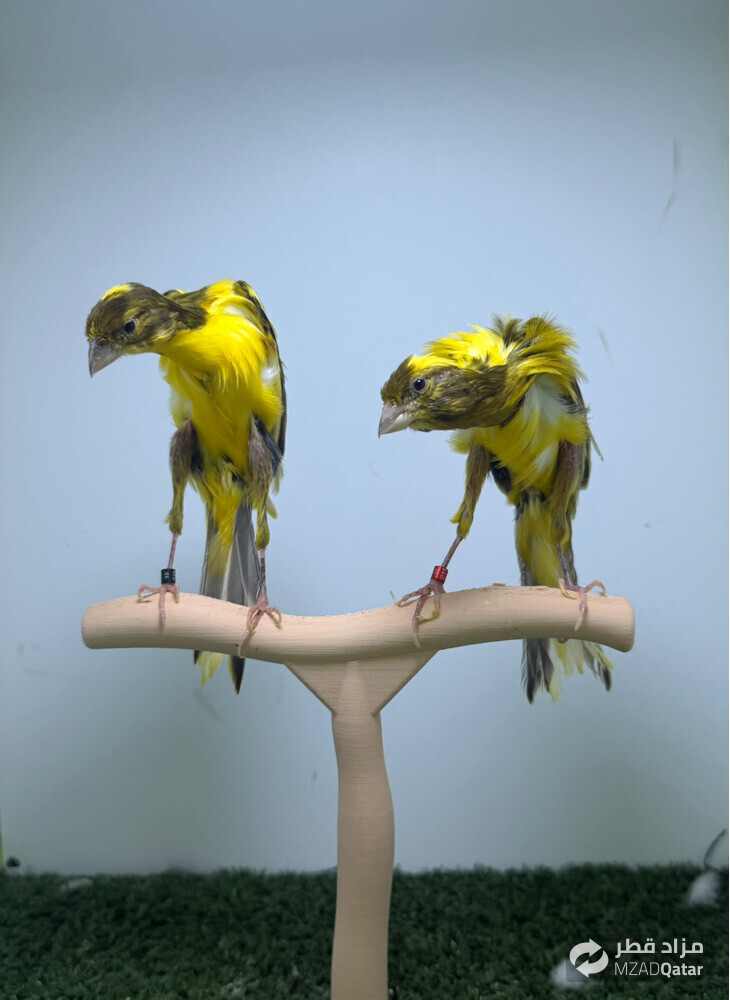 Canary Geboso - 2