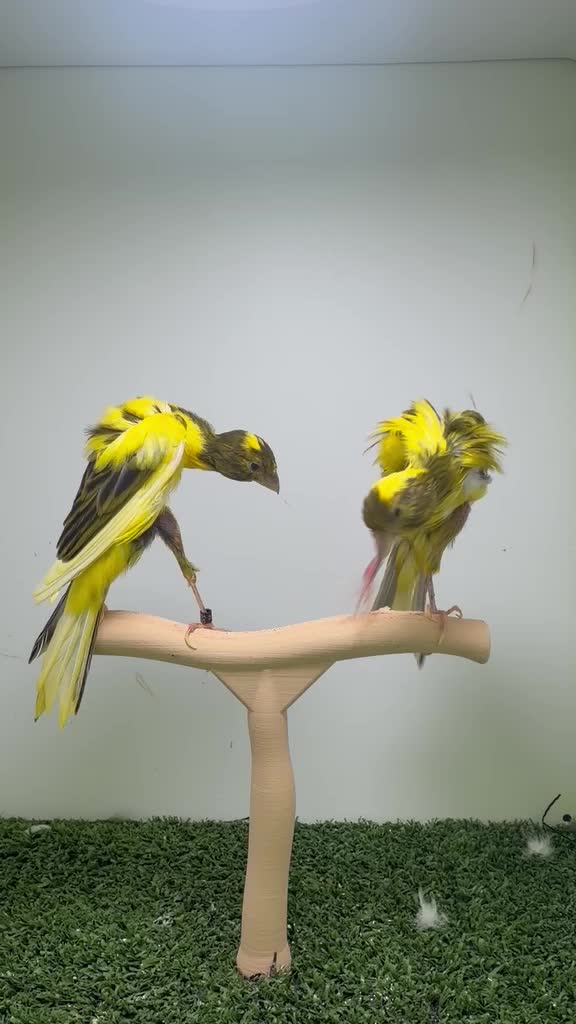 Canary Geboso - 1