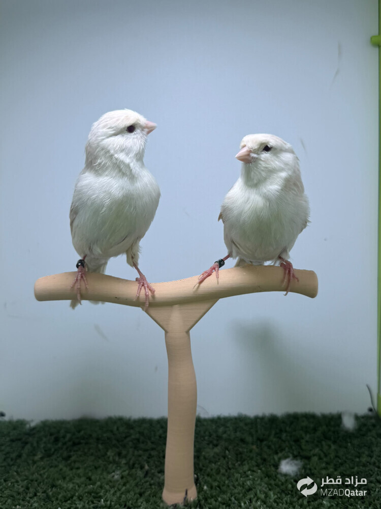 Canary Satini - 1