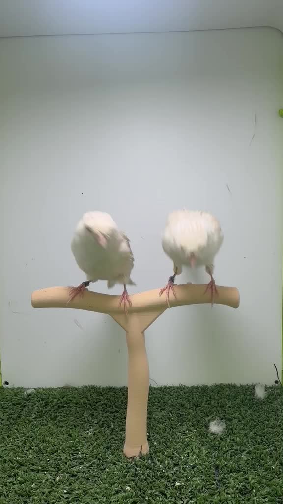 Canary Satini - 2