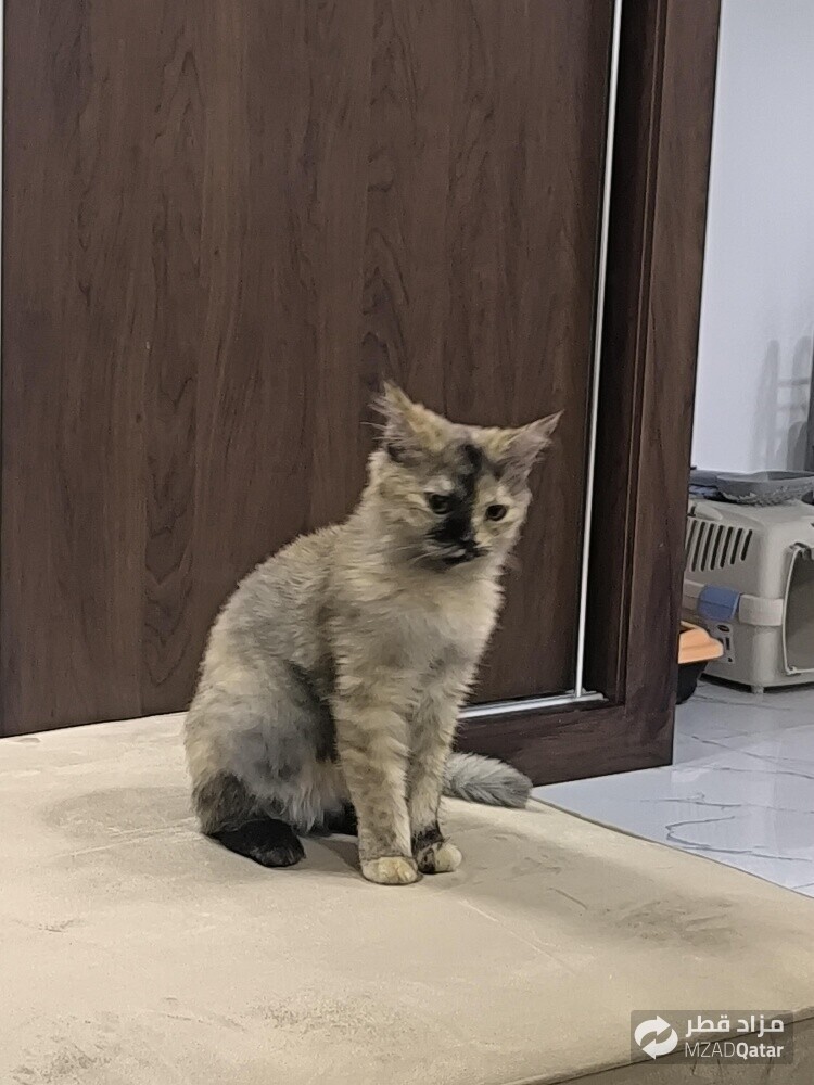 Will be rehomed with all its belong - 3