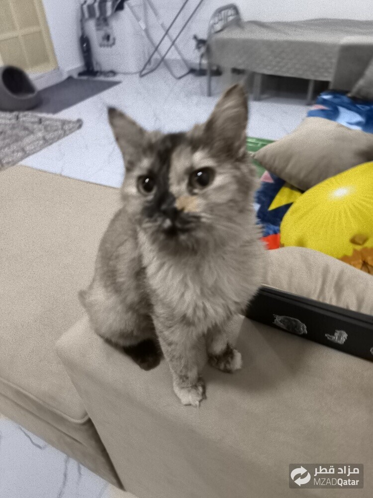 Will be rehomed with all its belong - 2