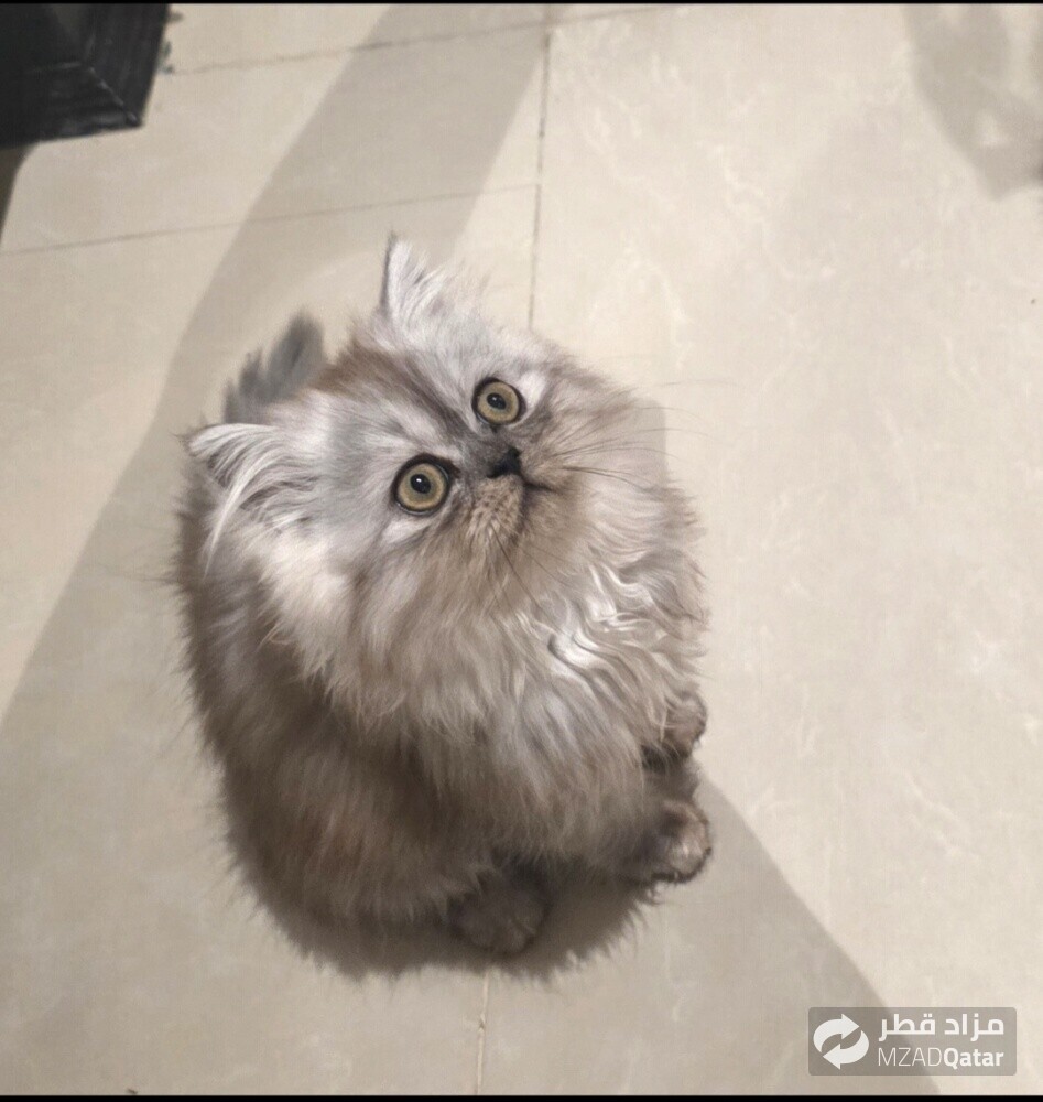 شيرازي - 3