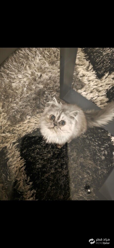 شيرازي - 4