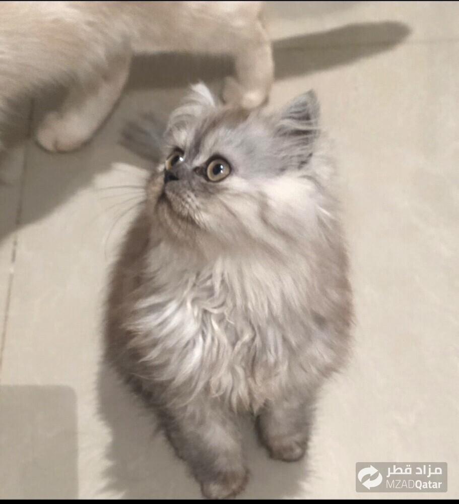 شيرازي - 1