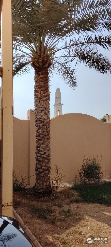 نخل - 1