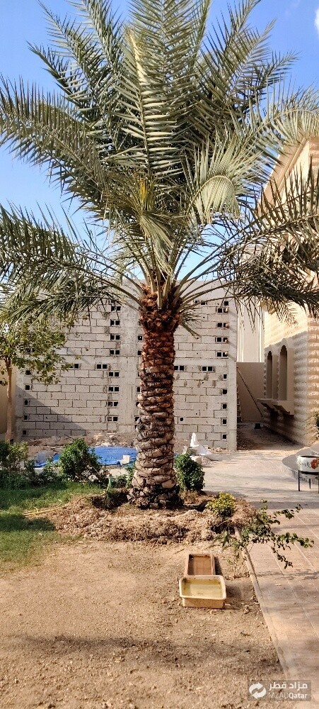 نخل - 2