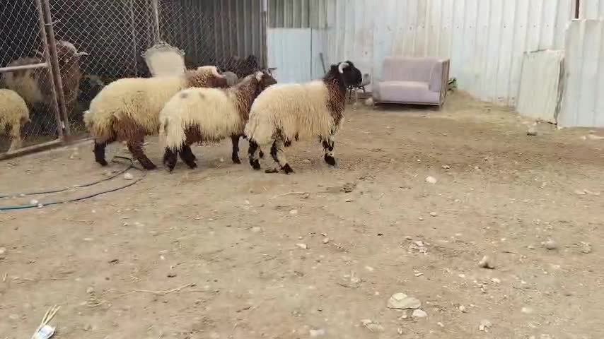 خرفان فل الفل بلديه - 1