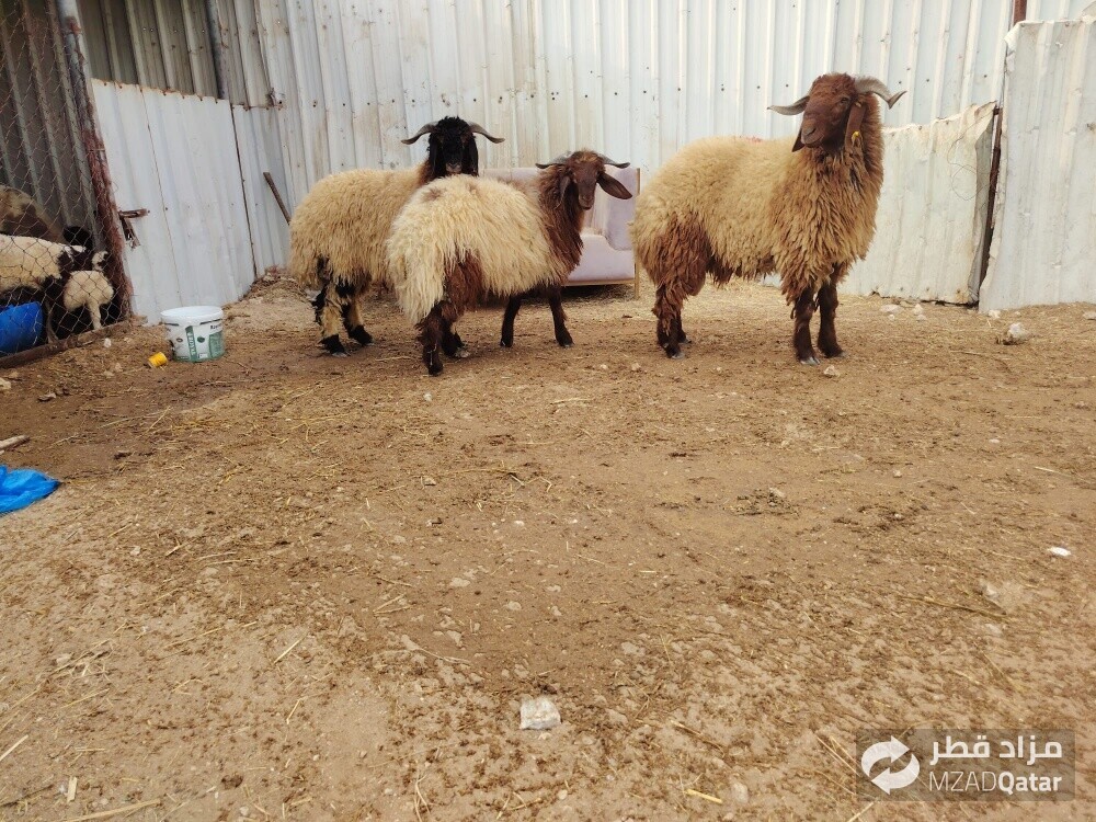 خرفان فل الفل بلديه - 2