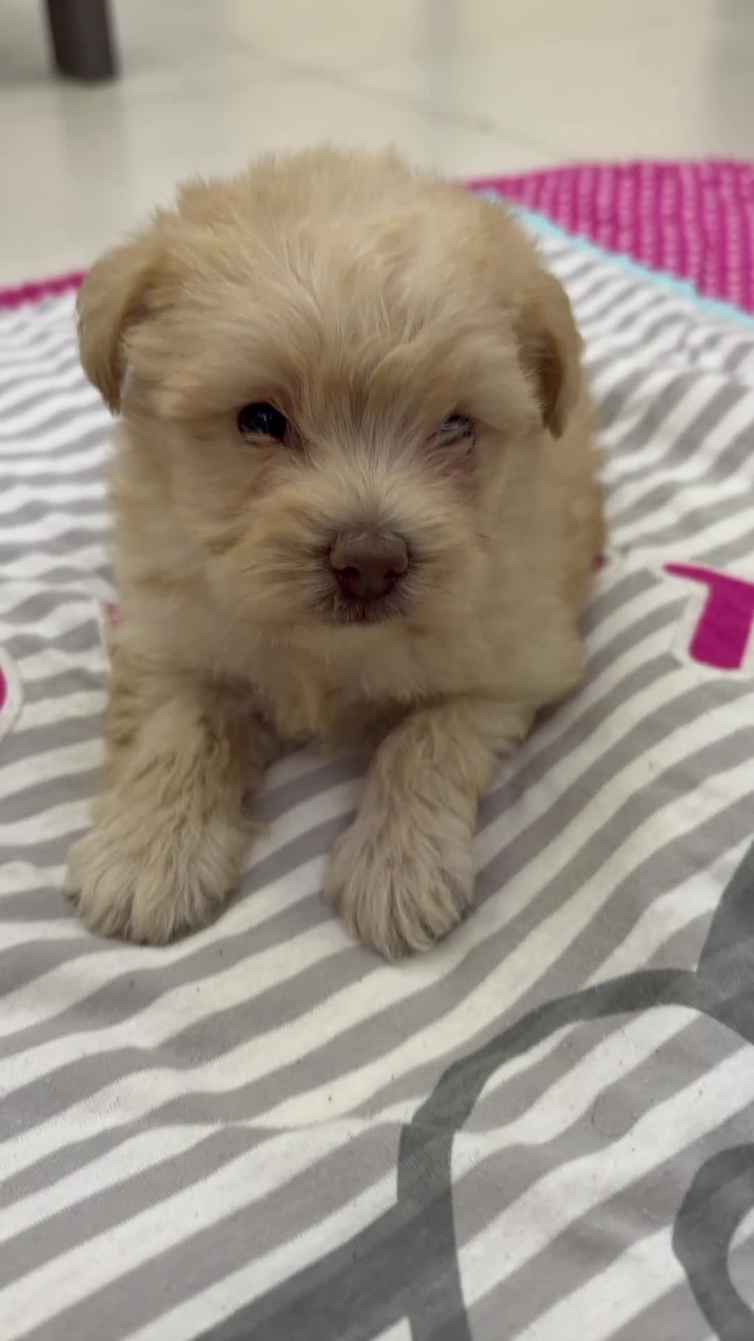 female maltipoo puppy - 4