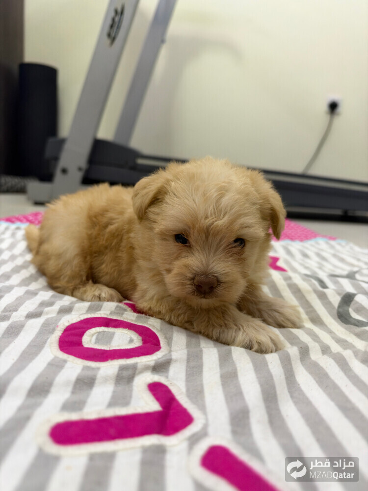 female maltipoo puppy - 1