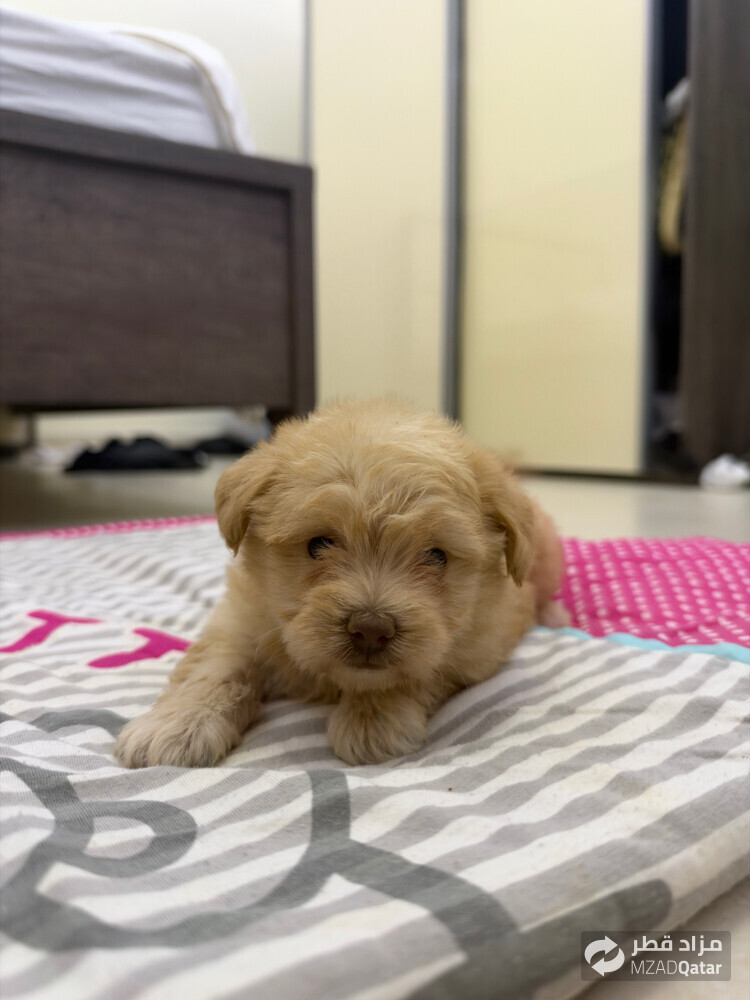 female maltipoo puppy - 3