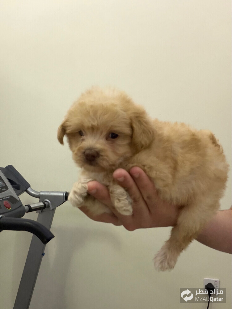female maltipoo puppy - 2