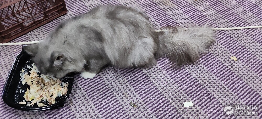 Lost cat - 1
