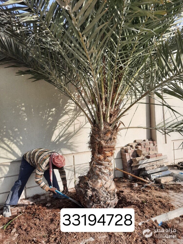نقوم بتقطيع الاشجار والنخيل - 1