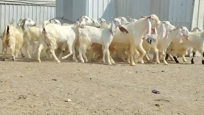 للبيع معزه مطورات دفيع واصل طيب - 7