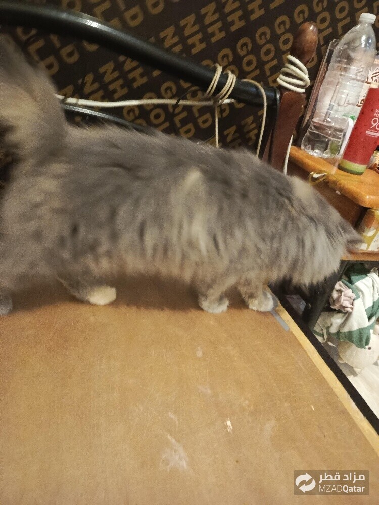 pure Persian Young female cat - 8