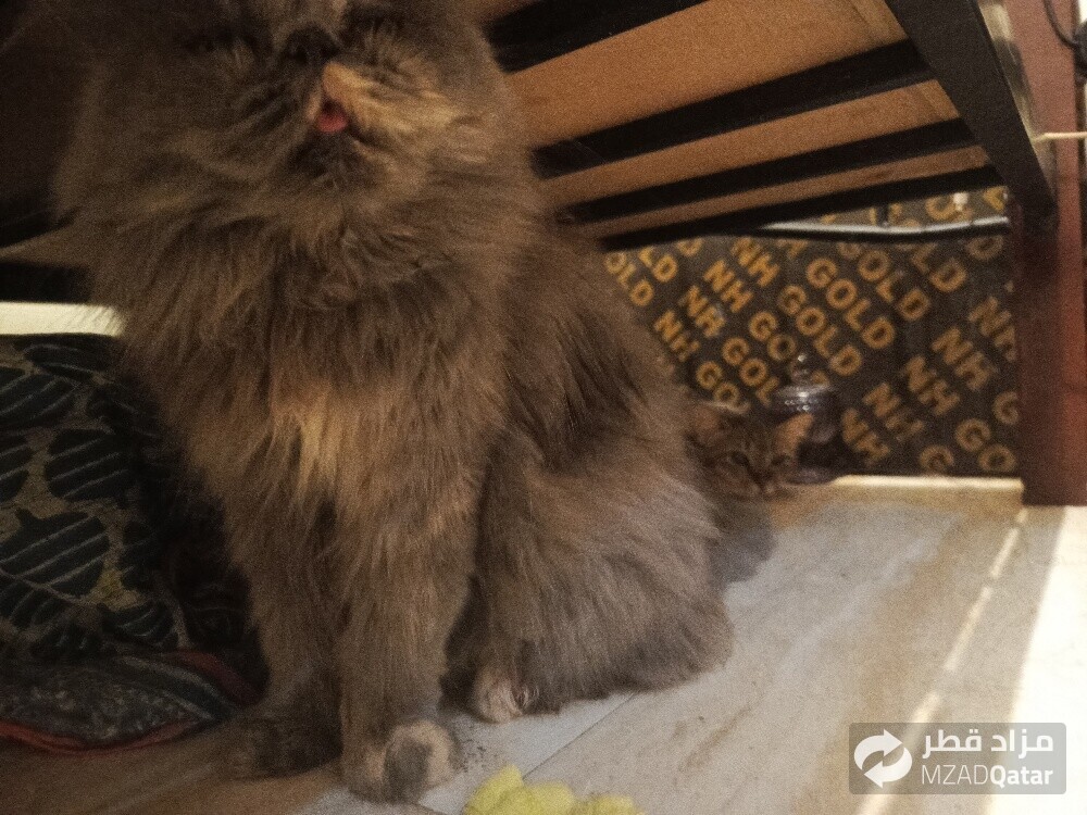 pure Persian Young female cat - 6