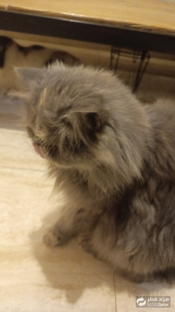pure Persian Young female cat - 5