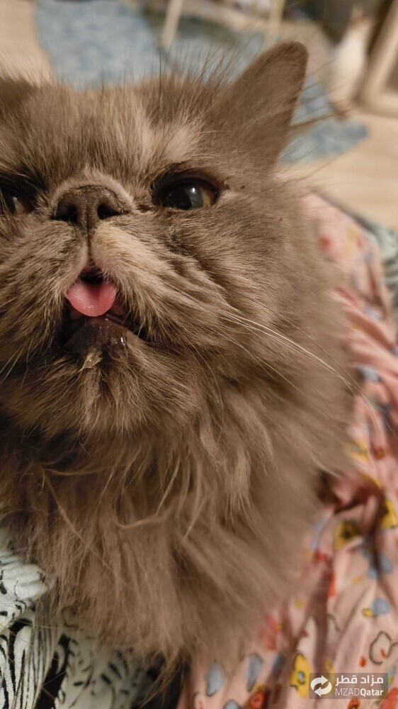 pure Persian Young female cat - 4