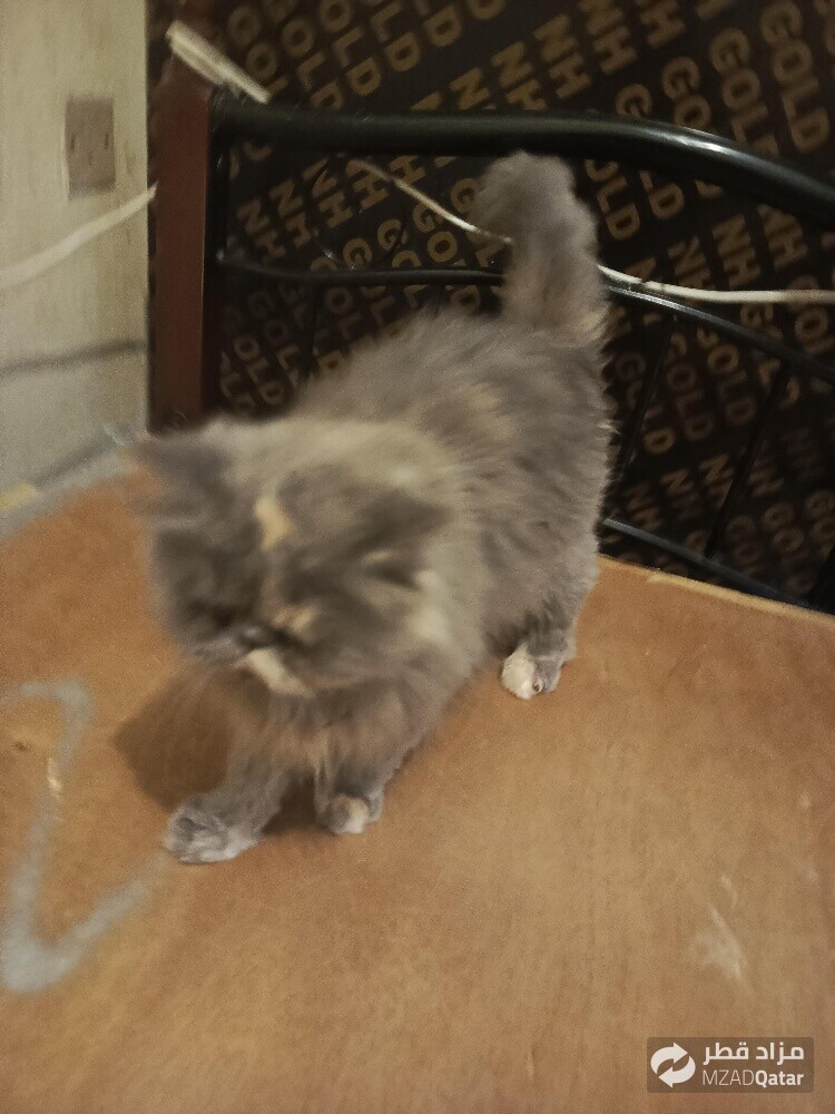 pure Persian Young female cat - 2