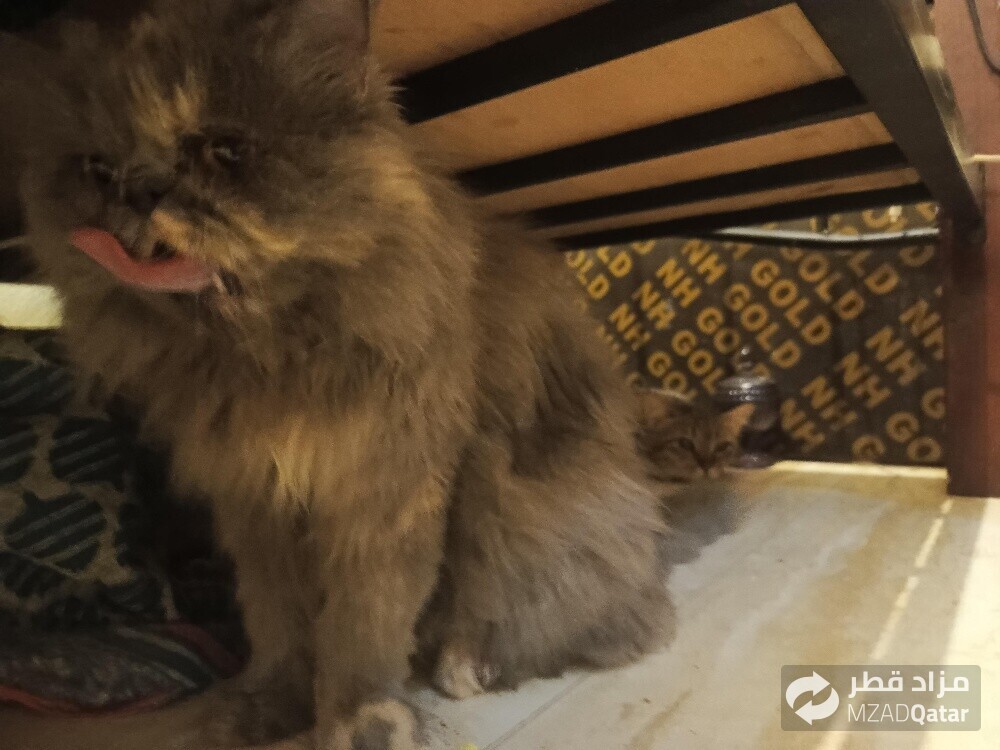 pure Persian Young female cat - 7