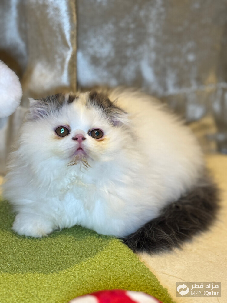 Persian bure - 3