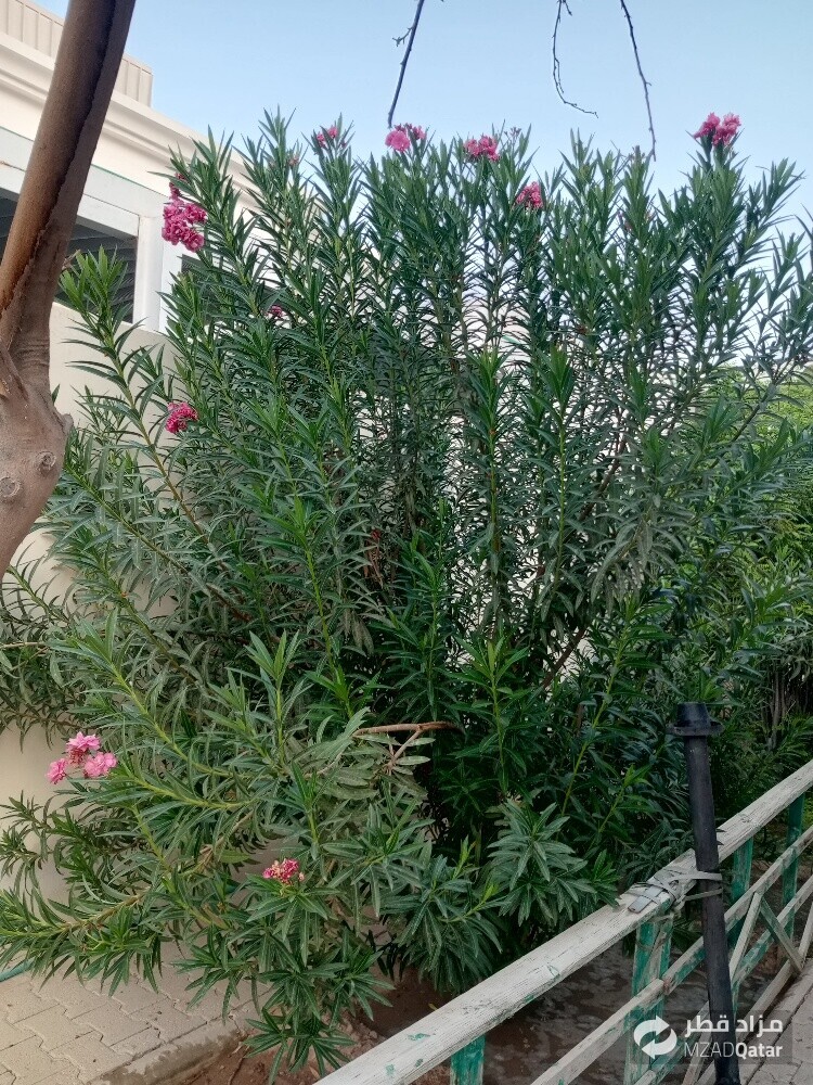 مھروان البلوشی - 2