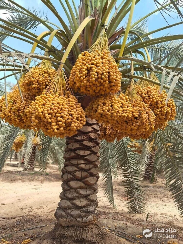 نخل خدمات ومتابعه شهريه - 1
