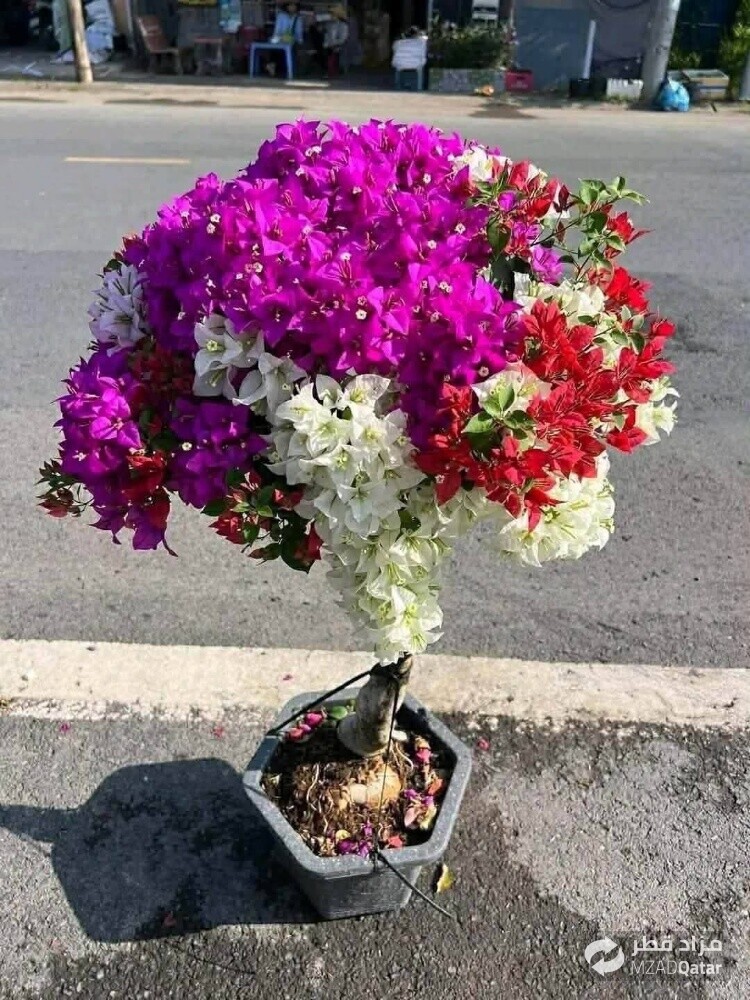مزارع زراعة وصيانه وترتيب الحدائق - 2